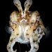 cuttlefish_ts_bb_si_v_0047_kom0569_rv.jpg
